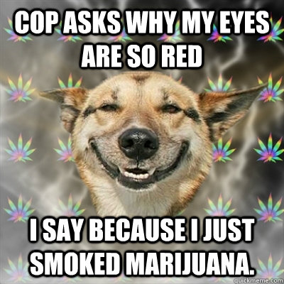 cop asks why my eyes are so red i say because i just smoked marijuana.  Stoner Dog