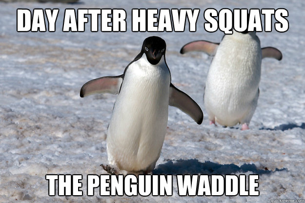 day after heavy squats the penguin waddle - day after heavy squats the penguin waddle  Leg Day