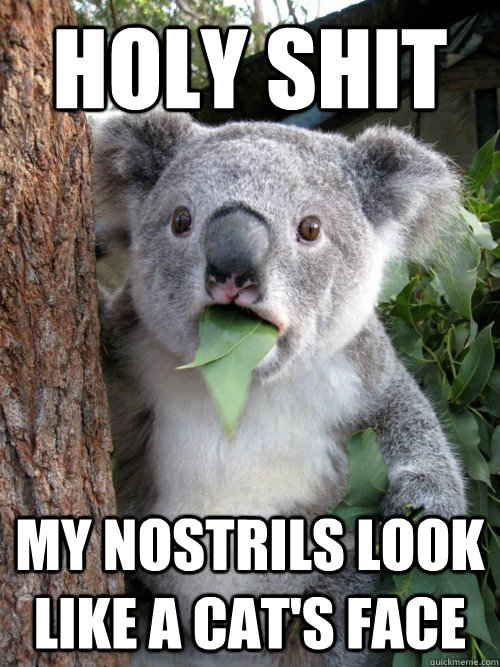 Holy shit my nostrils look like a cat's face  Surprised Koala
