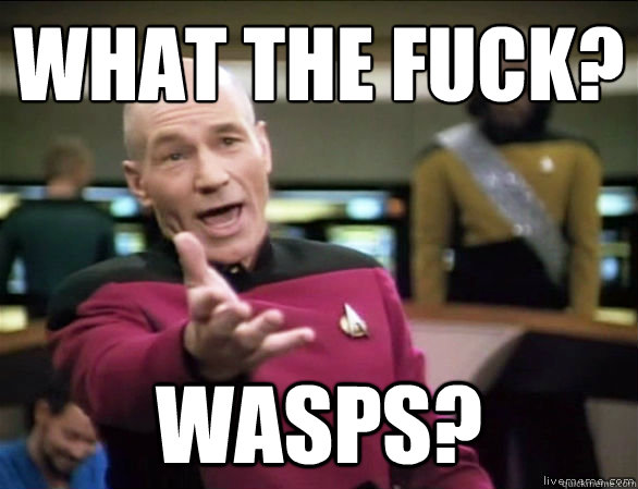 What the fuck? wasps?  Annoyed Picard HD