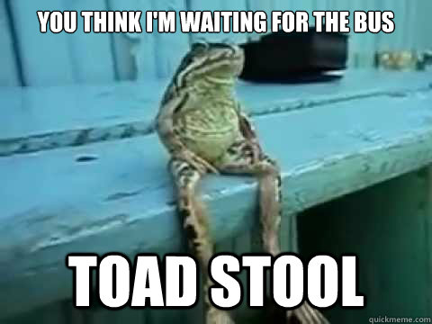 you think i'm waiting for the bus toad stool  SITTING FROG