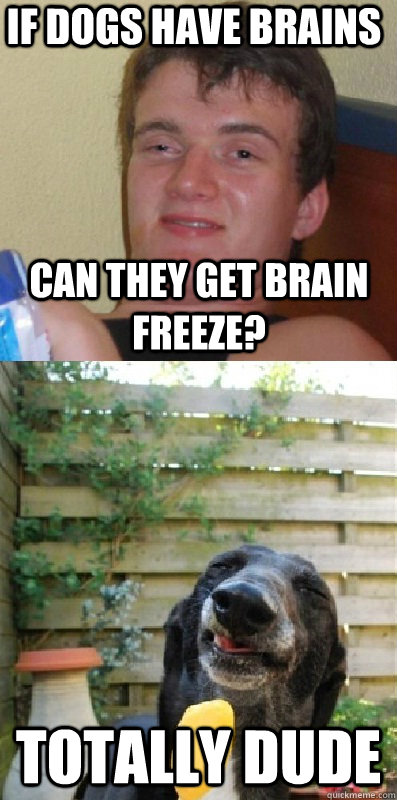 If dogs have brains Can they get brain freeze? Totally dude - If dogs have brains Can they get brain freeze? Totally dude  10 guy and 10 dog