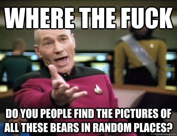 Where the fuck do you people find the pictures of all these bears in random places?  Annoyed Picard HD