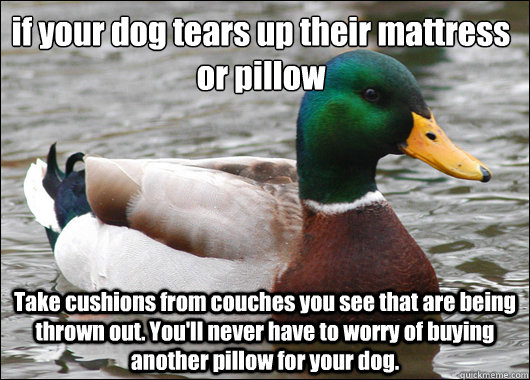 if your dog tears up their mattress or pillow Take cushions from couches you see that are being thrown out. You'll never have to worry of buying another pillow for your dog.  Actual Advice Mallard