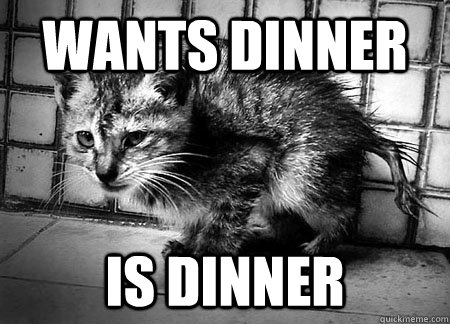 Wants dinner Is dinner - Wants dinner Is dinner  Third World Cat Problems