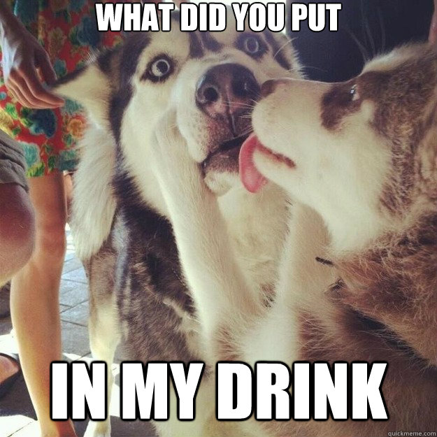 what did you put in my drink - what did you put in my drink  Relationship Dog
