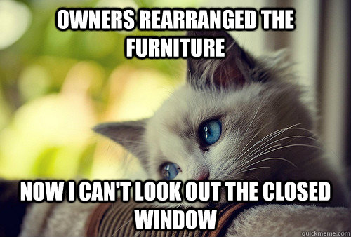 Owners rearranged the furniture now I can't look out the closed window - Owners rearranged the furniture now I can't look out the closed window  First World Cat Problems