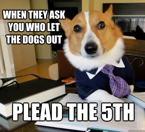 When they ask you who let the dogs out Plead the 5th - When they ask you who let the dogs out Plead the 5th  Lawyer Dog