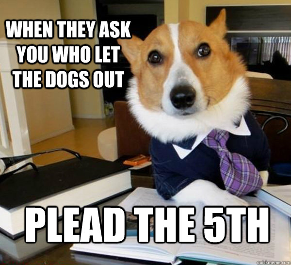 When they ask you who let the dogs out Plead the 5th  Lawyer Dog
