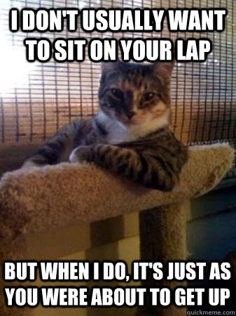 I don't usually want to sit on your lap but when I do, it's just as you were about to get up  The Most Interesting Cat in the World