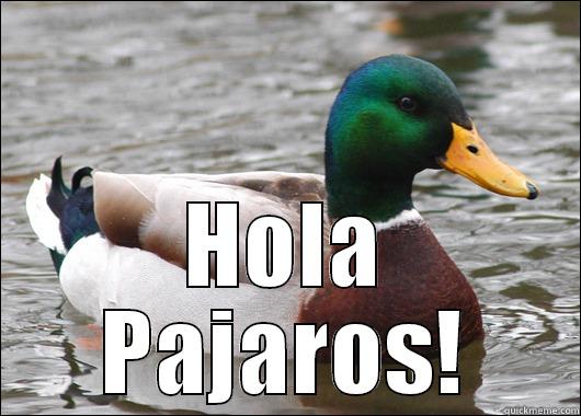  HOLA PAJAROS! Actual Advice Mallard