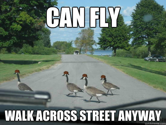 Can fly walk across street anyway  