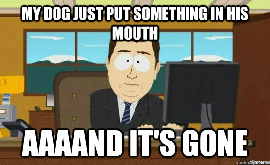 My dog just put something in his mouth AAAAND it's gone  aaaand its gone