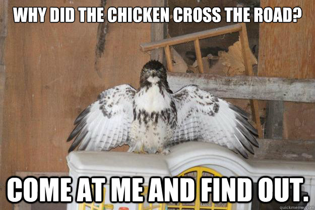 why did the chicken cross the road? Come at me and find out. - why did the chicken cross the road? Come at me and find out.  Tough Guy Chicken Hawk