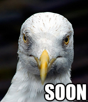  SOON   Soon seagull