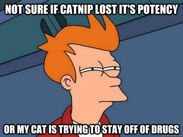 NOT SURE IF CATNIP LOST IT'S POTENCY OR MY CAT IS TRYING TO STAY OFF OF DRUGS  Not sure Fry