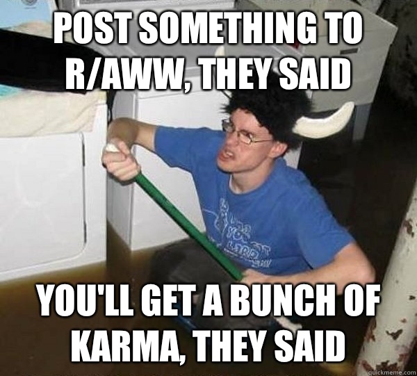 Post something to r/aww, they said You'll get a bunch of karma, they said  They said
