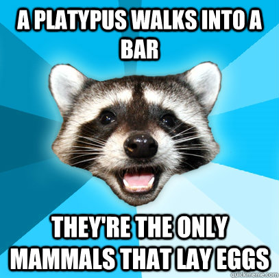 A PLATYPUS WALKS INTO A BAR THEY'RE THE ONLY MAMMALS THAT LAY EGGS  Lame Pun Coon