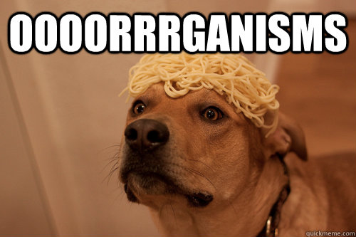 oooorrrganisms   10 Dog