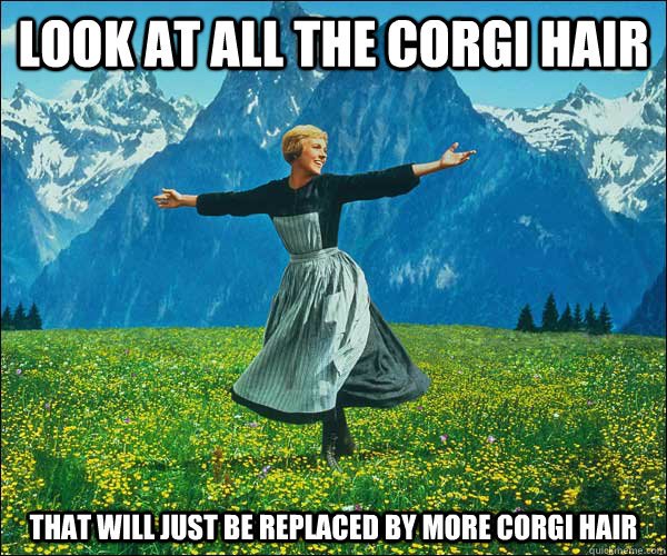 Look at all the corgi hair that will just be replaced by more corgi hair  Sound of Music