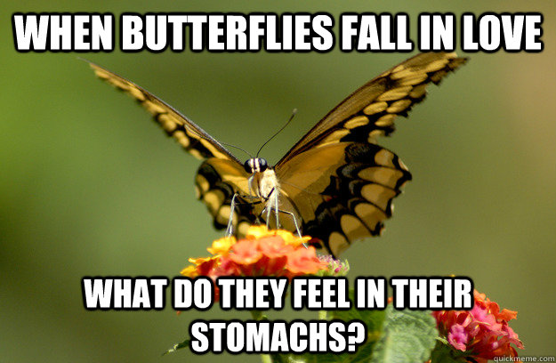 When butterflies fall in love What do they feel in their stomachs?  Butterflies