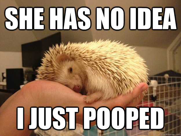 she has no idea i just pooped  devious hedgehog