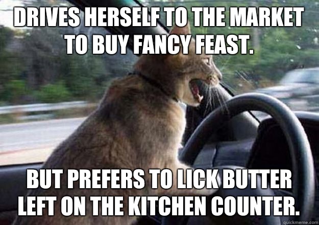 Drives herself to the market to buy Fancy Feast. But prefers to lick butter left on the kitchen counter.  cat driving