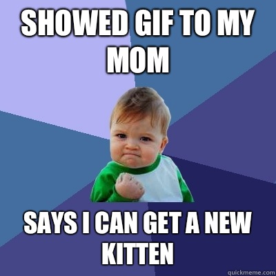 Showed gif to my mom  Says I can get a new kitten - Showed gif to my mom  Says I can get a new kitten  Success Kid