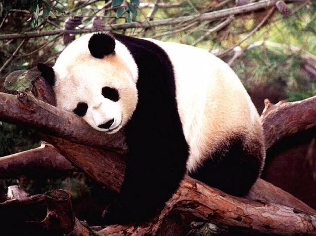 ΒΑΣΑΝΑΑΑΑΑ ΒΑΣΑΝΑΑΑΑΑ Procrastination Panda