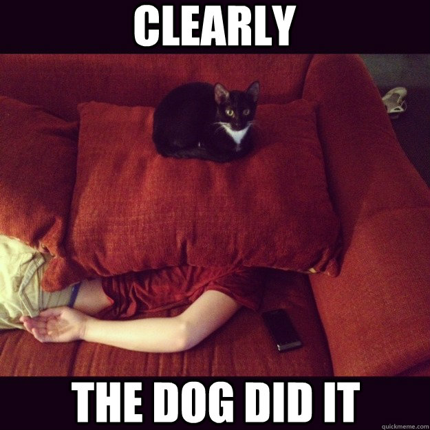 Clearly the dog did it  jealous cat