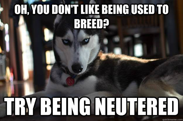 Oh, you don't like being used to breed? TRY BEING NEUTERED  - Oh, you don't like being used to breed? TRY BEING NEUTERED   Condescending Dog