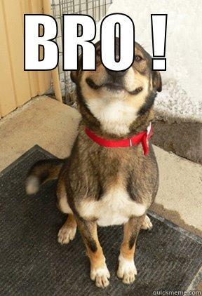BRO !  Good Dog Greg