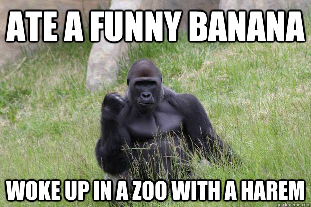 Ate a funny banana Woke up in a zoo with a harem - Ate a funny banana Woke up in a zoo with a harem  Success Gorilla