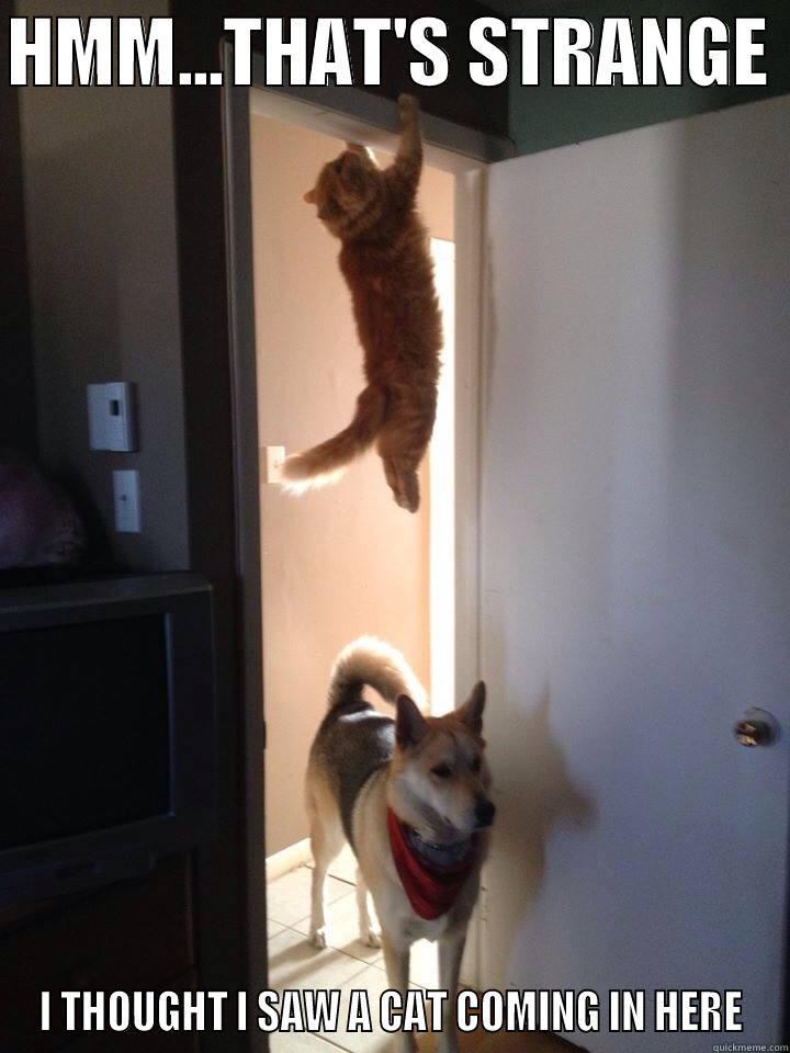 HMM...THAT'S STRANGE  I THOUGHT I SAW A CAT COMING IN HERE Misc