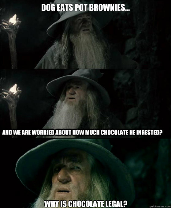 Dog eats pot brownies...  and we are worried about how much chocolate he ingested? Why is chocolate legal?  Confused Gandalf
