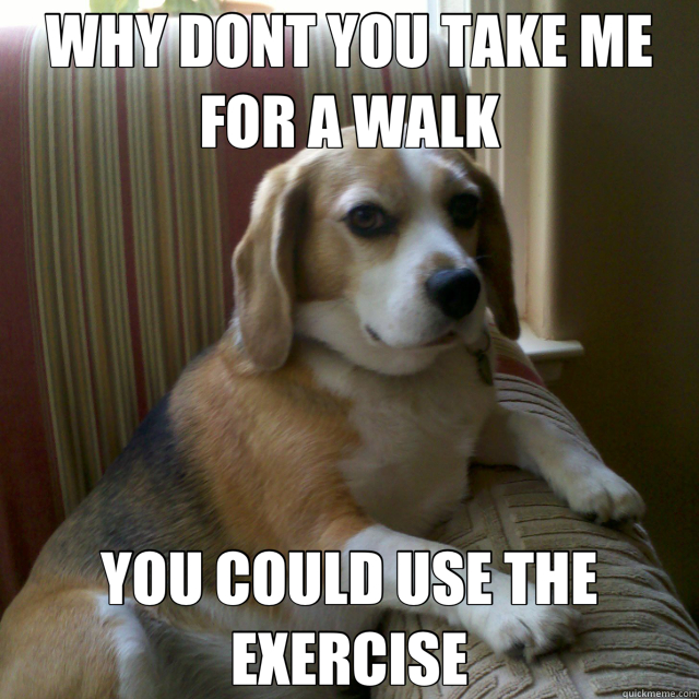 WHY DONT YOU TAKE ME FOR A WALK YOU COULD USE THE EXERCISE  judgmental dog