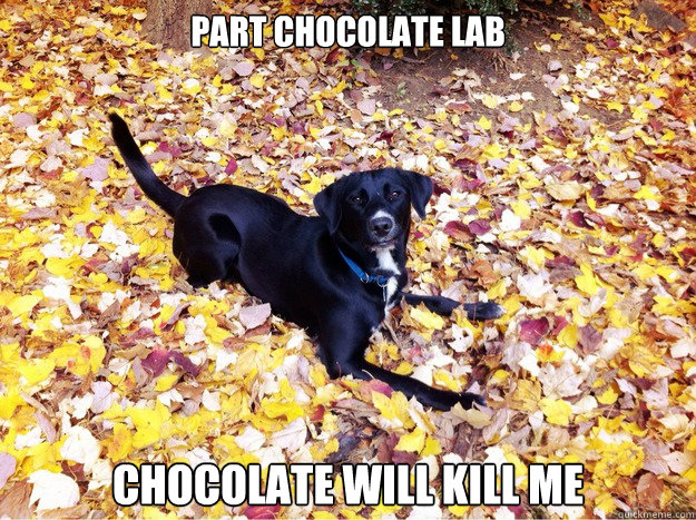Part Chocolate Lab CHOCOLATE WILL KILL ME - Part Chocolate Lab CHOCOLATE WILL KILL ME  Guilt Giving Good Dog