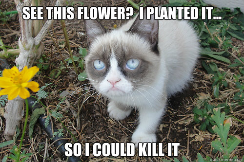 see this flower?  I planted it... so i could kill it  