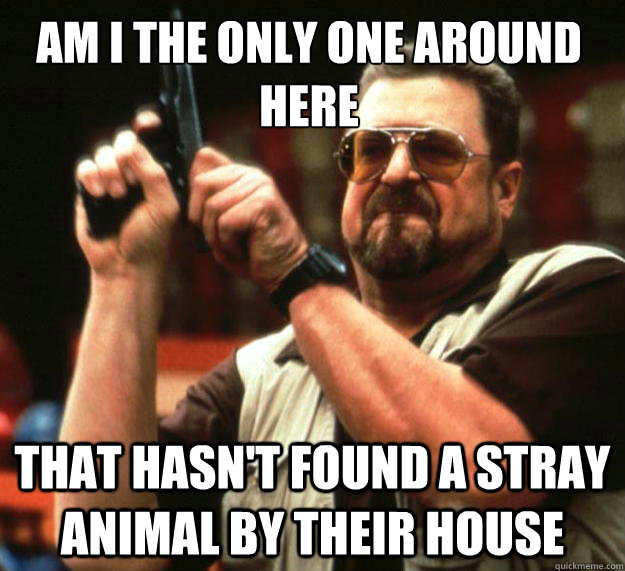 Am I the only one around here that hasn't found a stray animal by their house  Walter