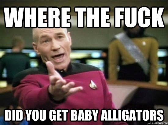 Where the fuck Did you get Baby Alligators  Annoyed Picard HD