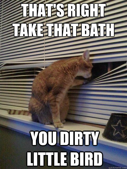 That's right
take that bath You dirty little bird - That's right
take that bath You dirty little bird  Peeping Tomcat