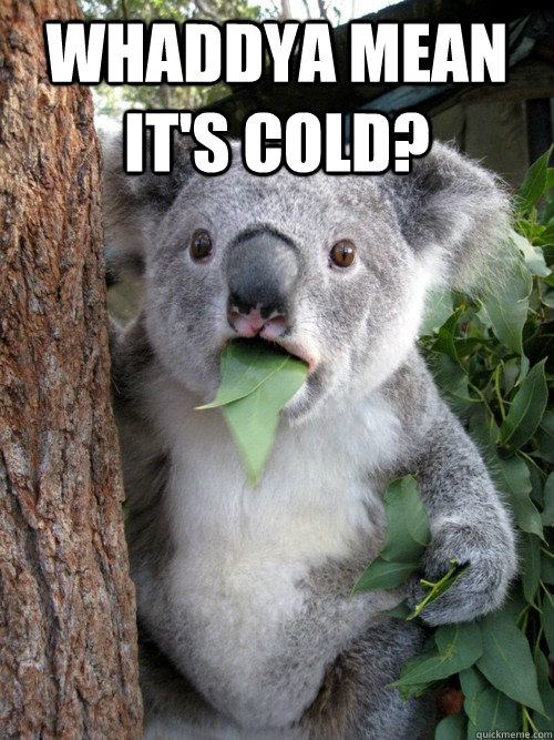 Whaddya mean it's cold?  - Whaddya mean it's cold?   koala bear