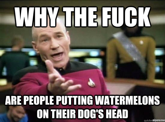 Why the fuck Are people putting watermelons on their dog's head  Annoyed Picard HD