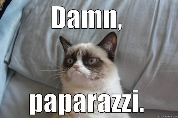 Wise guy Cat - DAMN, PAPARAZZI. Grumpy Cat