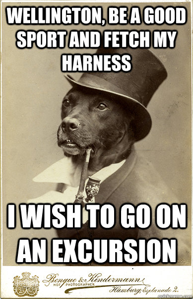 Wellington, be a good sport and fetch my harness I wish to go on an excursion  Old Money Dog