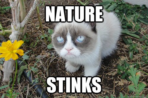 nature stinks - nature stinks  gRUMPY CAT FLOWER