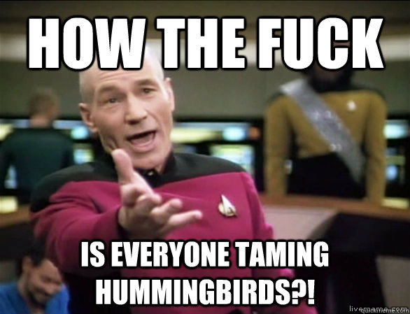 how the fuck is everyone taming hummingbirds?!  Annoyed Picard HD