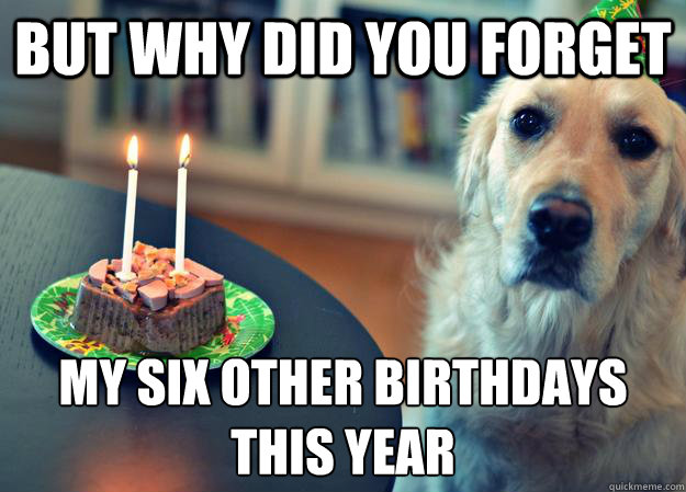 But why did you forget My six other birthdays this year  Sad Birthday Dog
