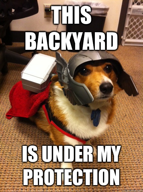 This backyard Is under my protection - This backyard Is under my protection  Thorgi Dog of Thunder