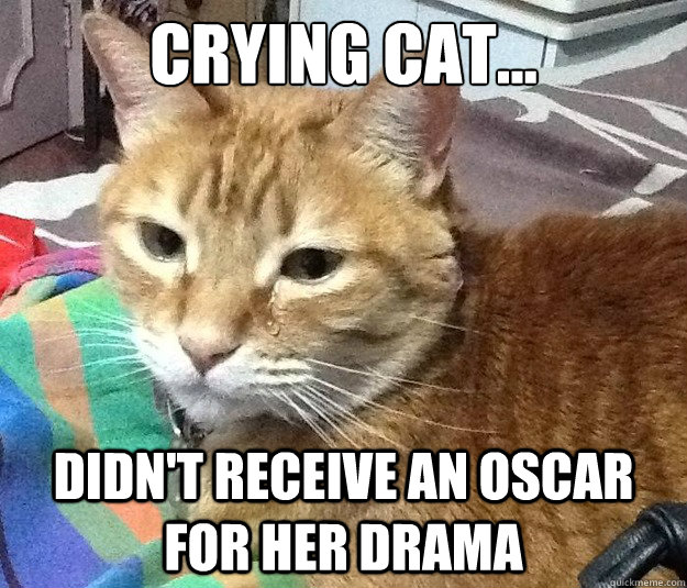 Crying cat... didn't receive an Oscar for her drama - Crying cat... didn't receive an Oscar for her drama  Crying cat